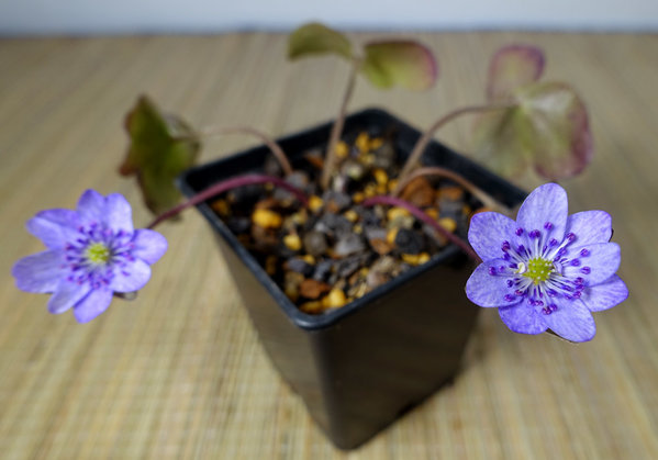 mittelblau, leicht gesprenkelt, mit lila Staubblättern (real noch mehr lila als auf dem Foto)