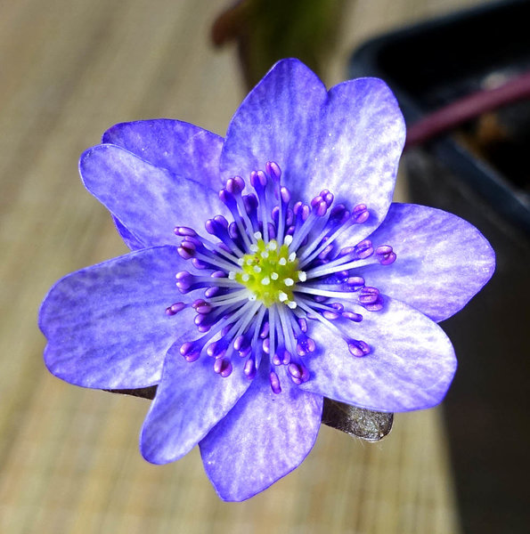 Hepatica06_2018-02b-s.jpg