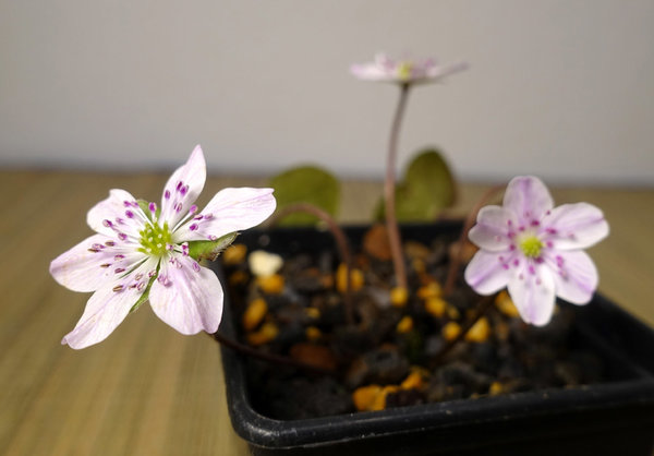 weiß mit rosa Streifen und pink-rosa Staubblättern