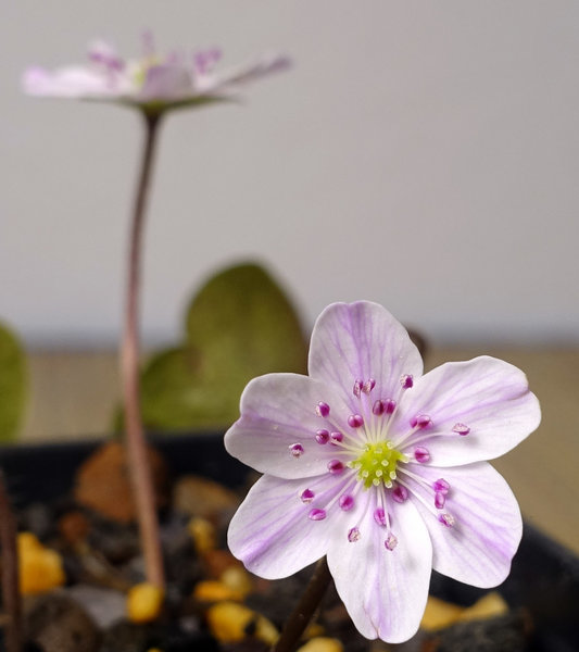 Hepatica08_2018-02b-s.jpg