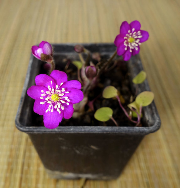 magentarote Hepatica 'Roter Riese' mit weißen Staubblättern ...<br />... und einer hübschen Anzahl Sämlingen im Topf - Überraschungskandidaten!