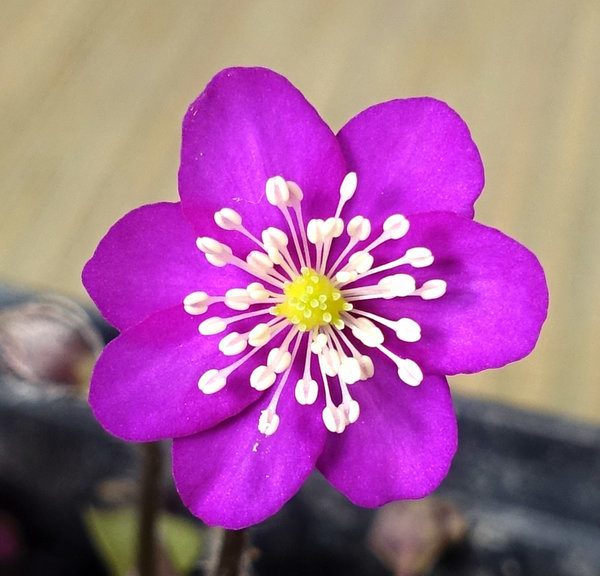 Hepatica07_RoterRiese_2018-02b-s.jpg