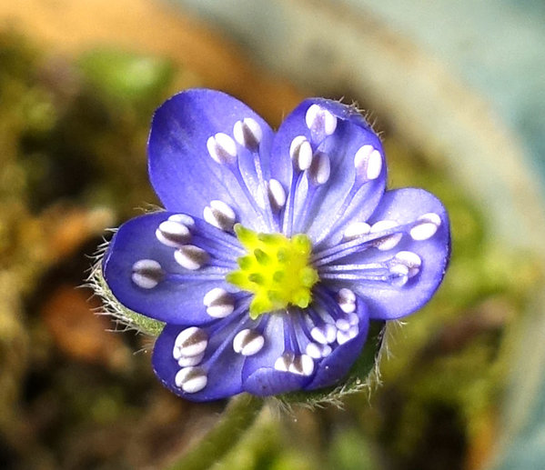 das wilde Leberli hat ein schönes blau mit blau-weißen Staubblättern und gelbgrüne Stempel