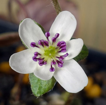 Hepatica02_2018-01s2.jpg
