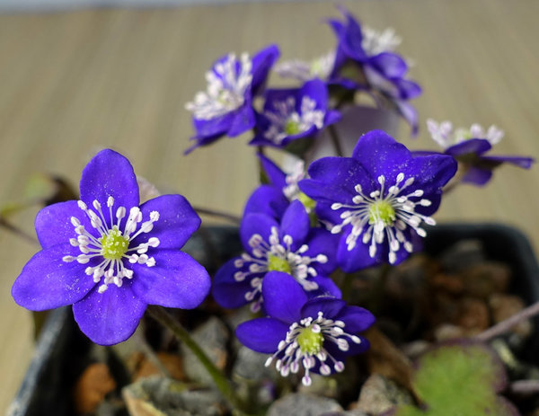 Hepatica05_SchlossEnn_2018-01b-s.jpg