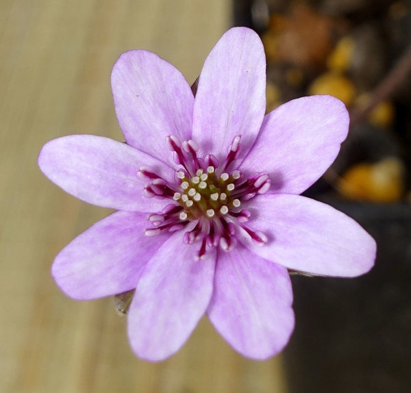 Hepatica03_2018-02s.jpg