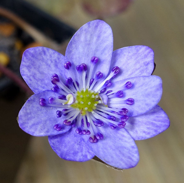 Hepatica06_2018-01b-s.jpg