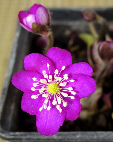 Hepatica07_RoterRiese_2018-01b-s.jpg