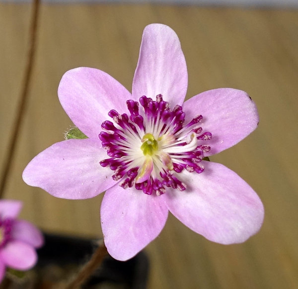 Hepatica04_2018-01b-s.jpg