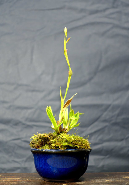 diese kleine panaschierte Breitblättrige Segge Carex plantaginea hat schon ihren Blütenstängel heraus geschoben