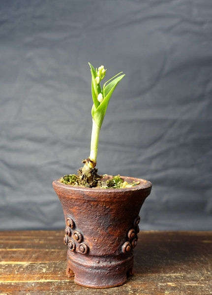 diese kleine Orchidee hatte ich schon tot geglaubt, als alles Laub braun und trocken wurde; nun hat sie wieder ausgetrieben und zeigt sich mit 6 Blütenknospen von ihrer besten Seite - jedenfalls bald!
