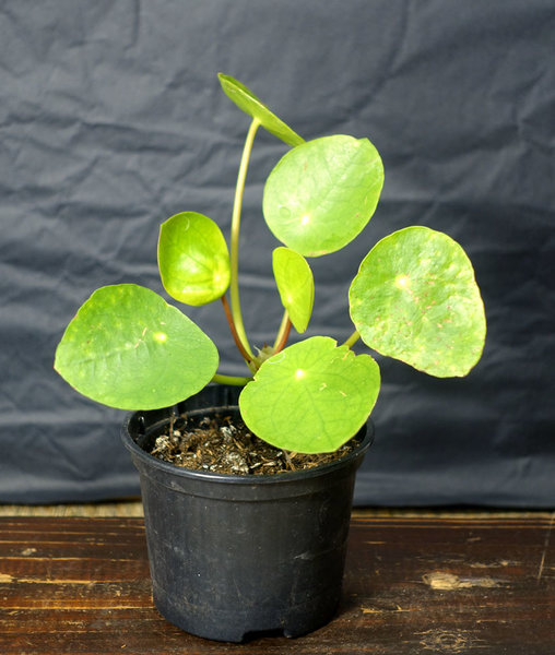 kürzlich fand ich diese interessante Pflanze: ein Chinesischer Geldbaum oder Glückstaler oder Bauchnabelpflanze Pilea peperomioides