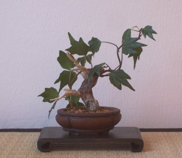 Efeu mit Tanuki.jpg
