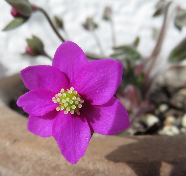 Hepatica Feuerkäfer