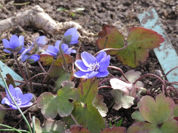 Leberblümchen im Garten