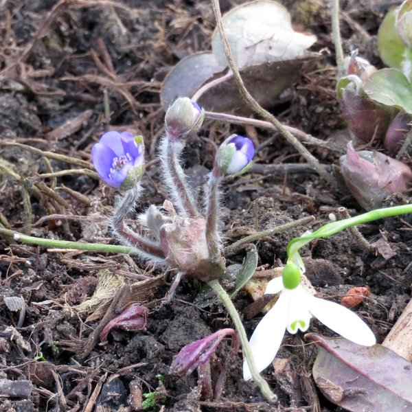 Noch eines im Garten
