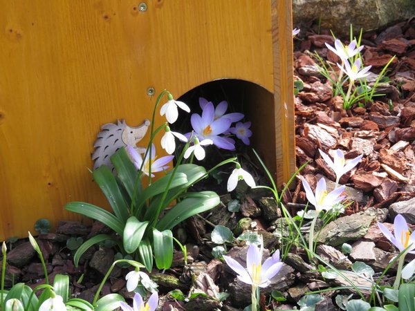 Mein Igelhaus ist von Blüten umringt