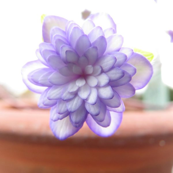 Und das ist die eine spätere Blüte