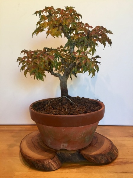 Der Baum im Herbstlaub, das (zugegebenermaßen) nicht spektakulär war.