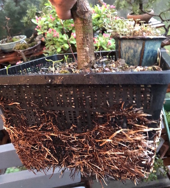Palmatum seit 2 Jahren im TPK, höchste Zeit zum Umpflanzen