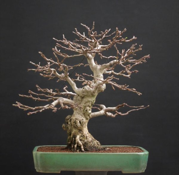 Malus 15.3.2018.JPG