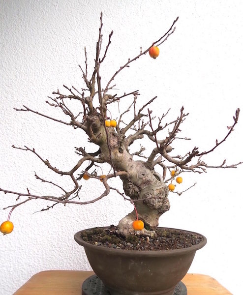 Jan 2016: 10 Äpfel durften am Baum bleiben
