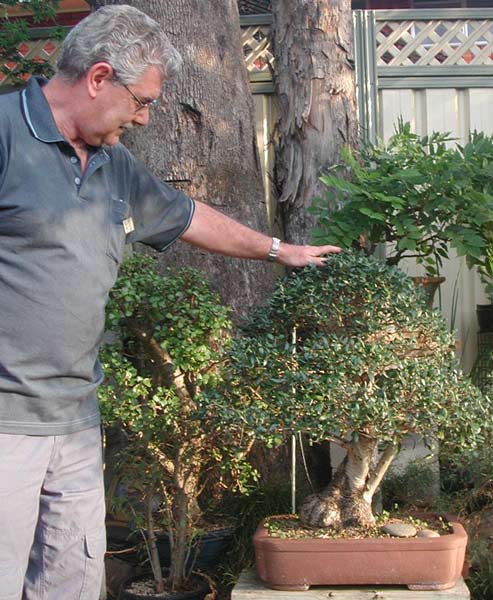 John zeigt eine Olive, die in Australien wild vorkommt.