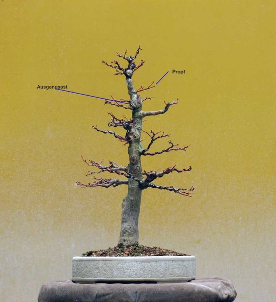 Palmatum0318Propf.jpg