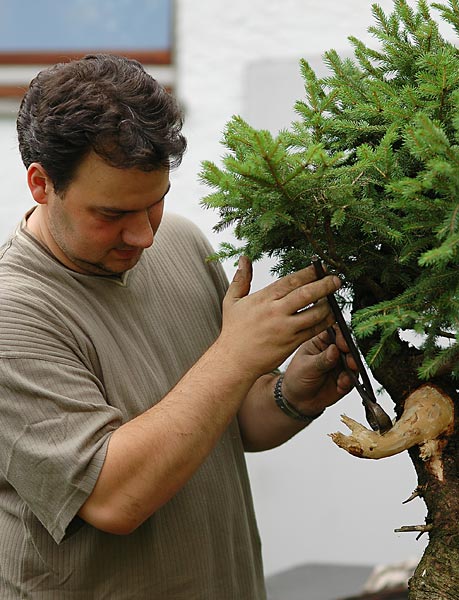 Totholzbearbeitung mit der Hand