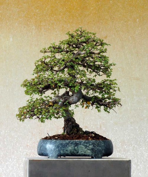 Chinaulme0318A.jpg