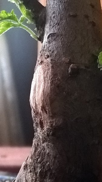 WP_20180318_16_55_13_Pro.jpg