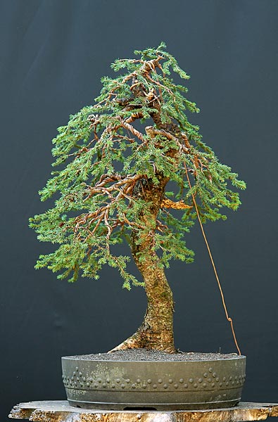 Dsc_4959v.jpg