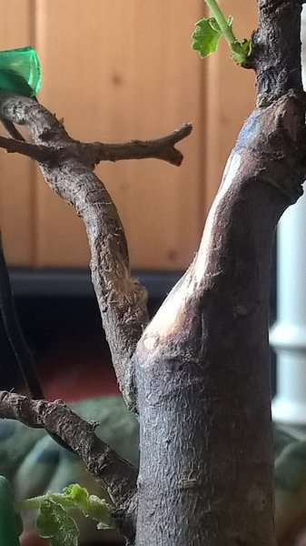 WP_20180319_10_08_52_Pro.jpg