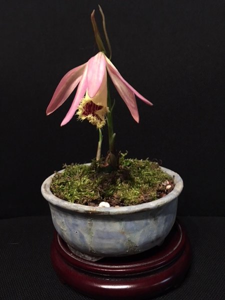 Pleione Zeus Weinstein