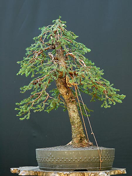 Dsc_4953v.jpg