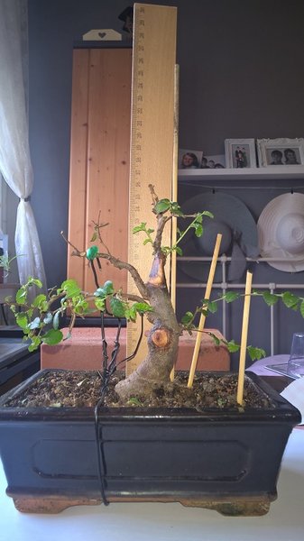 WP_20180321_13_01_52_Pro.jpg