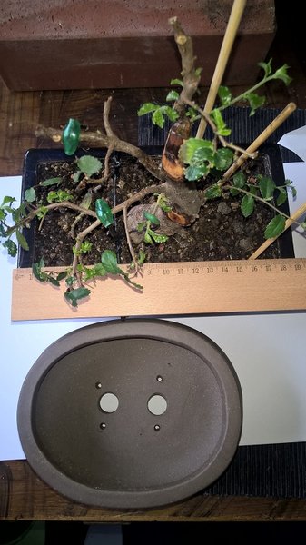 WP_20180321_13_05_50_Pro.jpg