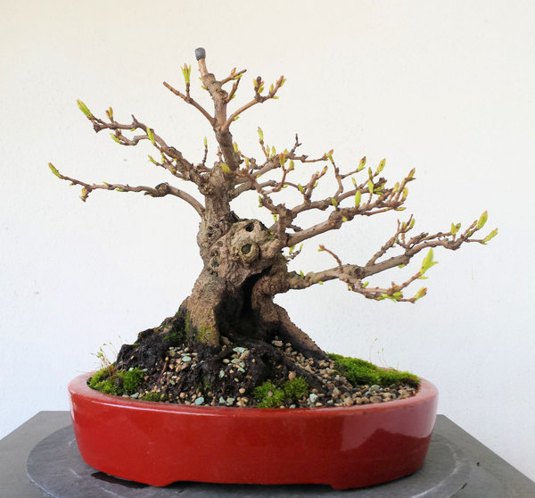 acer.ginnala.20180324_1000.jpg