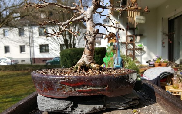Bei Sonnenlicht kommt die Schale besser rüber....