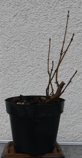 Winterbild 2018