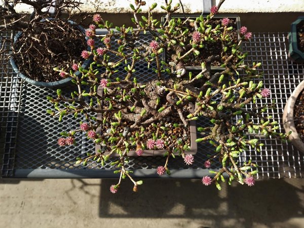 20180324_101754a.jpg