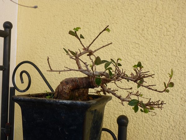 Bonsai 006.......jpg