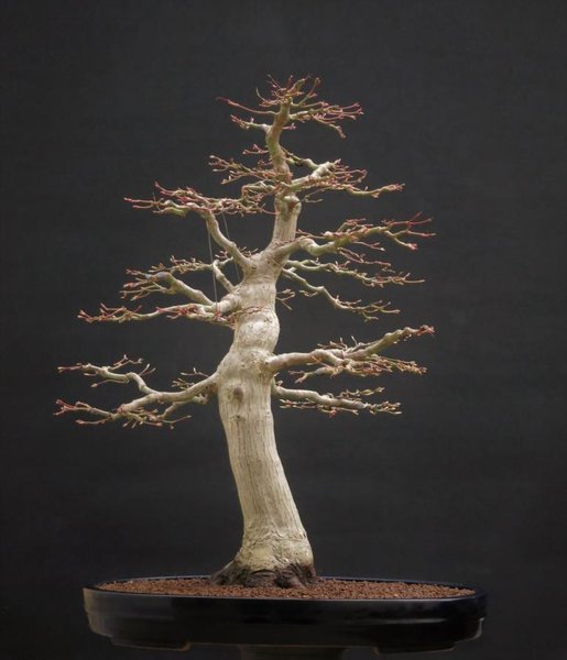 Palmatum 28.3.2018.JPG