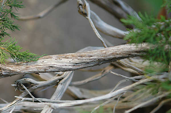 Dsc_4901v.jpg