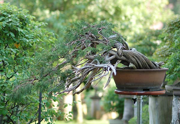 Dsc_4930v.jpg