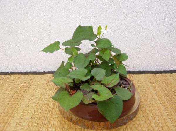 Houttuynia cordata