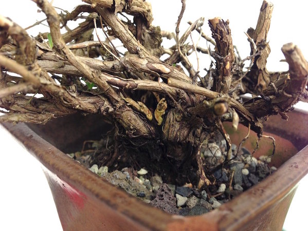 2015-04-23 -BK2.jpg