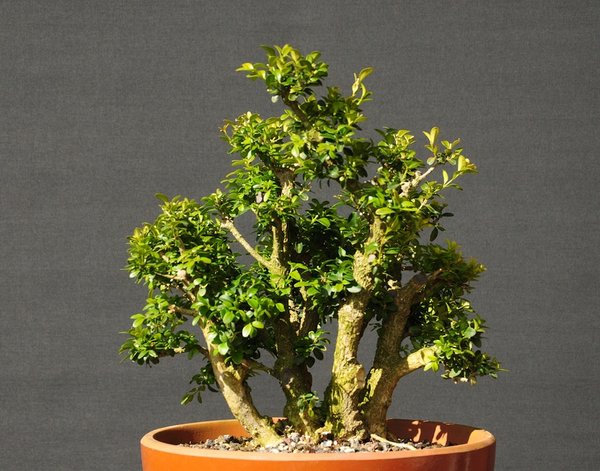 nach Triebschnitt