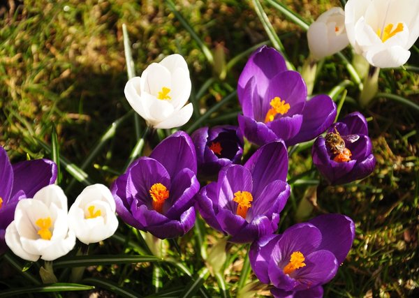 Krokus