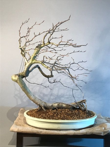 In der neuen Schale
